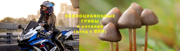 шишки Верея